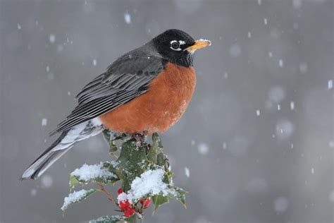 Robin Bird Facts | American Robin Diet, Behavior, Habitat