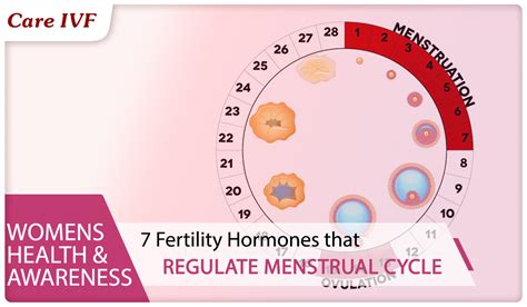 HORMONAL REGULATION OF MENSTRUAL CYCLE