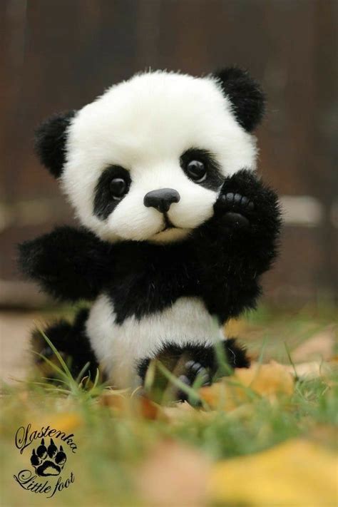 Cute Baby Panda | Baby animals funny, Cute wild animals, Baby animals super cute