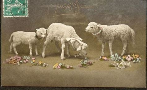 Sheep Images: Sheep Eating Flowers