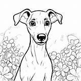 Download Italian Greyhound Surrounded By Flowers Coloring Pages Online  sketch template