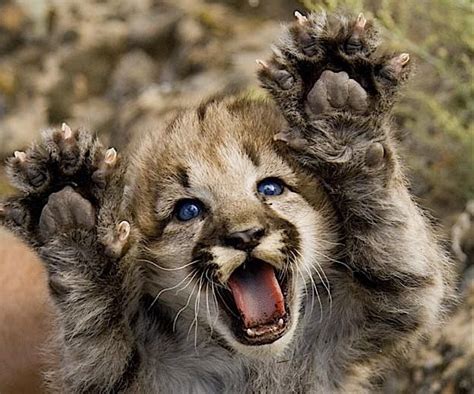 cute-baby-mountain-lion - The nuSchool