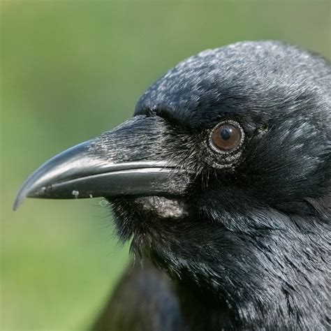 Crow Facts, Types, Diet, Reproduction, Classification, Pictures