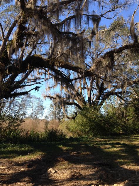 Spanish moss draped oak trees in North Florida | Tree, Countryside, Oak ...