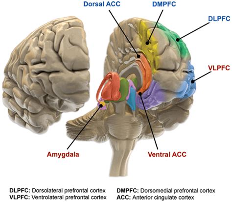 Is Bipolar Disorder Genetic? | Decode DNA and learn about risks!