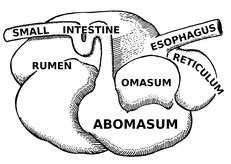 Ruminant VS ﻿Non-Ruminant- Differences - Digestion For Dummies