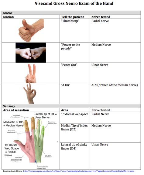 Pin by Aviram Zailer on Hands | Neurological assessment, Emergency medicine, Median nerve