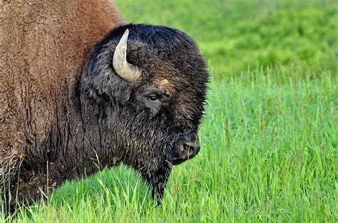 Plains Bison In Meadow, Elk Island Photograph by Bob Hilscher | Fine Art America