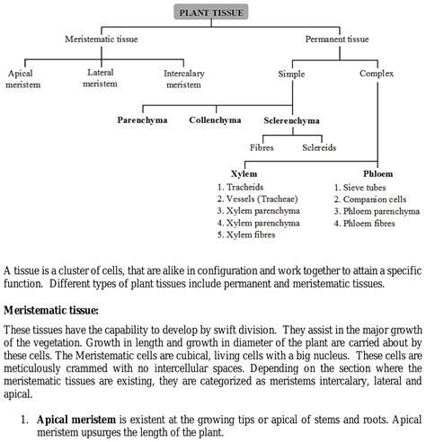 How many types of plant tissues are there? What are their functions and ...