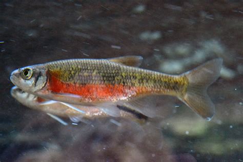 Virginia Fishes: Fall colors in fishes: darters, dace and others showing off