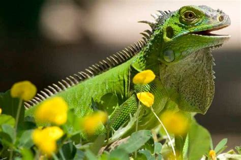 Tamarindo Wildlife Tours | Family Eco Tourism Guanacaste Costa Rica