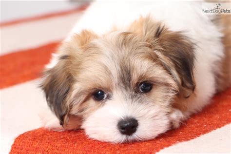 Havanese puppy for sale near Ft Myers / SW Florida, Florida. | d2607db8 ...