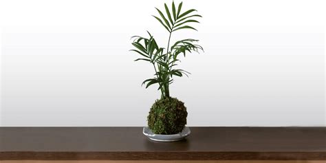 How to Grow a Parlor Palm Indoors | Plantcarefully