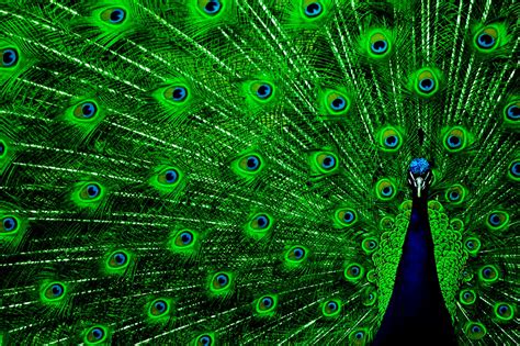 🔥 [47+] HD Peacock Desktop Wallpapers | WallpaperSafari