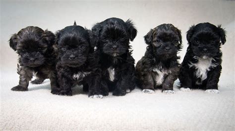 Lhasa Poo (Lhasa Apso-Poodle Mix) Info, Temperament, Puppies, Pictures