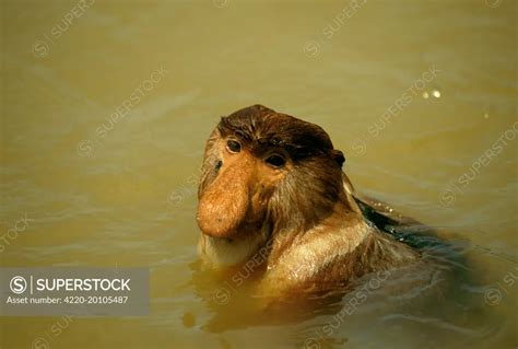 Proboscis Monkey (Nasalis larvatus) swimming across river (Nasalis ...