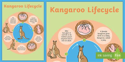 Kangaroo Life Cycle Poster - lifecycles, life cycle, display