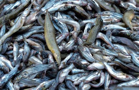 Raw Lot of Fish from Bangladesh Stock Image - Image of banglafish ...