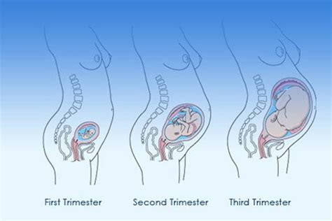 Three Stages of Pregnancy | Thumbay Hospital, Fujairah