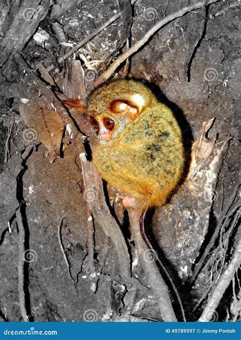 Tarsius Spectrum, Tarsius Tarsier, In Nature Habitat.. Royalty-Free ...