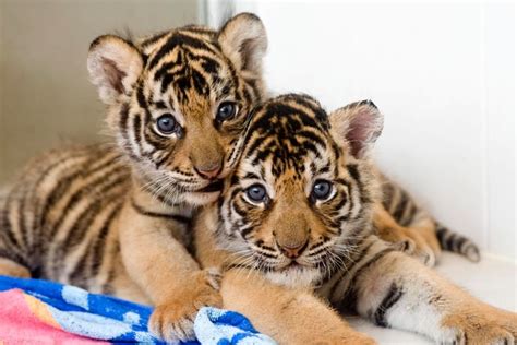 Bengal Tiger | Two four week old Bengal tiger cubs at Dreamworld. Cute Tiger Cubs, Cheetah Cubs ...