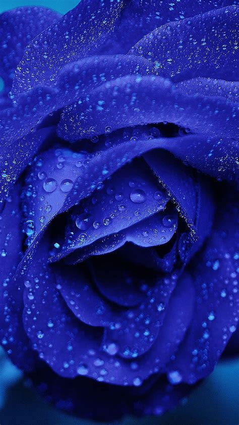 Blue rose, flower, background, water drops, HD phone wallpaper | Peakpx