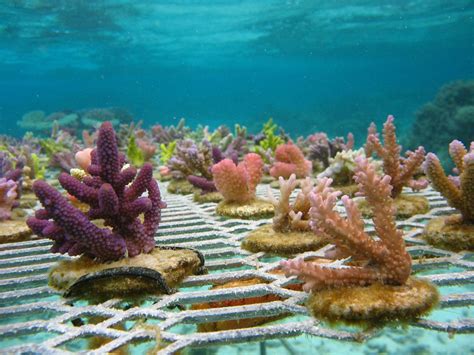 Underwater Love - Coral Gardeners - 4synapses.com