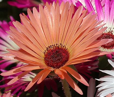 Ice Plant Gelato Orange Seeds - Dorotheanthus Bellidiformis