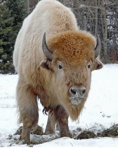 Postprandial Reflections: White Buffalo