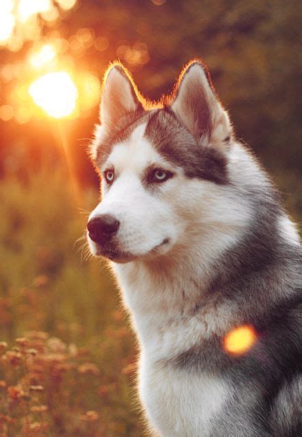 Siberian Husky Wallpaper 4k | Dogs, Siberian husky, Beautiful dogs