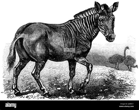 quagga, Equus quagga quagga, (, ), Quagga, quagga Stock Photo - Alamy