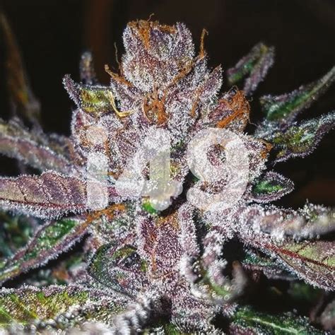 Tropicana Cookies Purple Cannabis Seeds | i49 USA