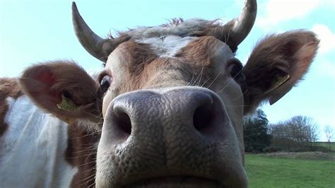 Guernsey Cows - The Moooooooovie - YouTube