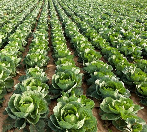 Cabbage field containing farm, field, and crop | Food Images ~ Creative ...