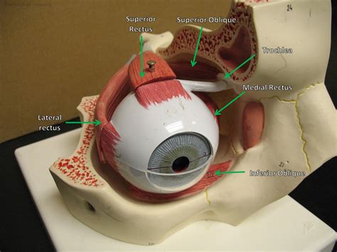 Eye Muscle Anatomy