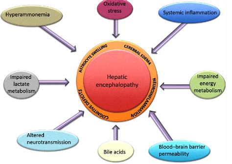 Pathogenesis Of Hepatic Encephalopathy