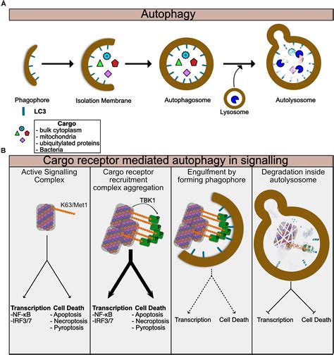 Autophagy Cell Death