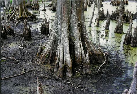 Louisiana Sportsman