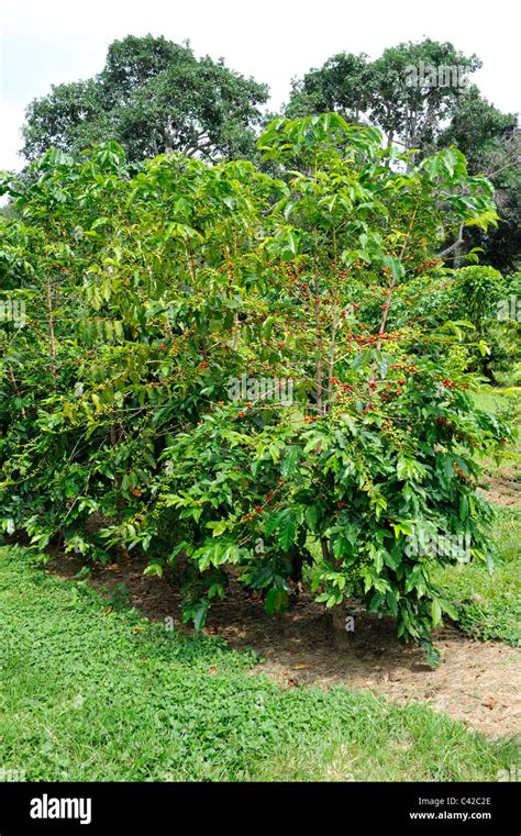 Hawaiian kona coffee beans hi-res stock photography and images - Alamy