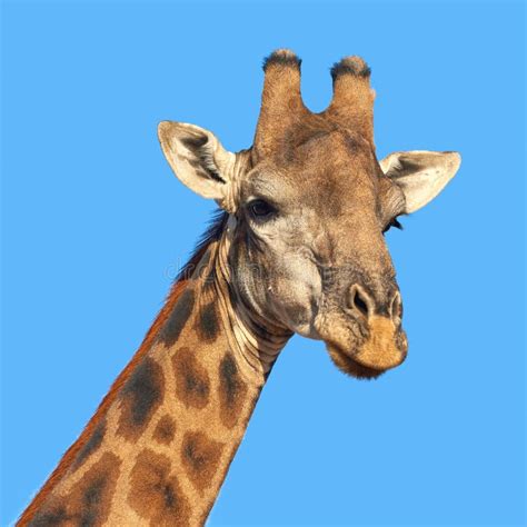 Beautiful Giraffe. Portrait of a Beautiful Giraffe - South Africa. Stock Image - Image of south ...