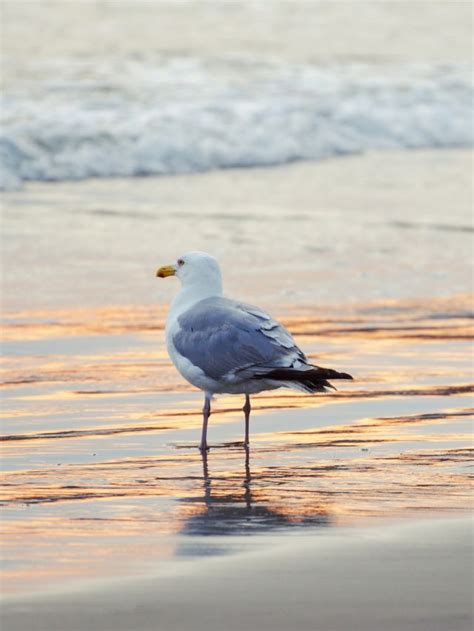 Symbolism of a Seagull: Spiritual Meanings in Dreams | Sarah Scoop