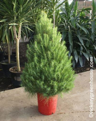 Monterey Pine – Vickery Wholesale Greenhouse