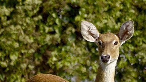 Keibul Lamjao National Park - Bishnupur | Keibul Lamjao National Park ...