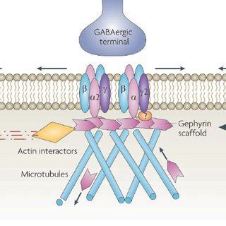 GABAA receptor structure and neuronal localization.a | GABA... | Download Scientific Diagram