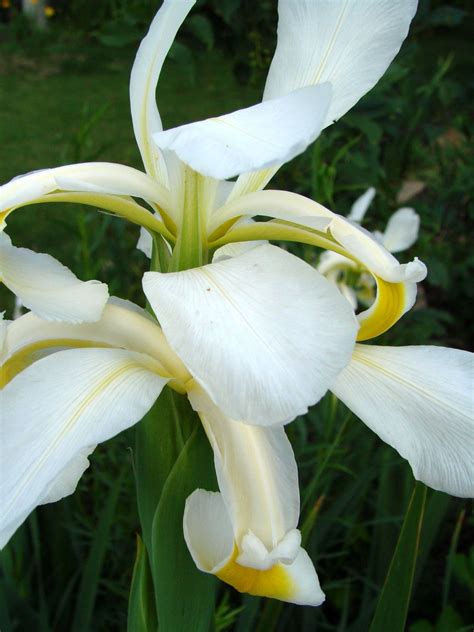 White Iris | Flower farm, White iris, Flowers