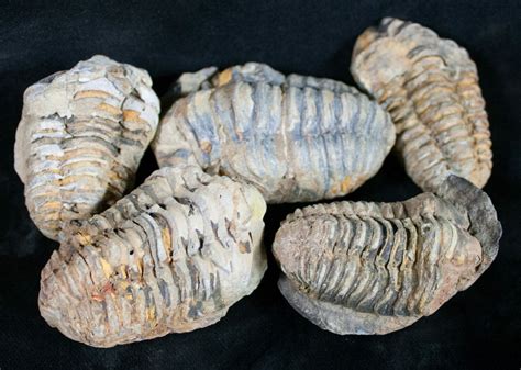 Bulk Calymene Trilobite Fossils - 3 Pack (Size Discontinued) For Sale ...