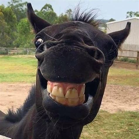 These Hilarious Photos of Horses Smiling Will Make Your Day | Always Pets