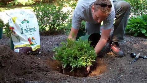 How to Plant a Shrub - YouTube