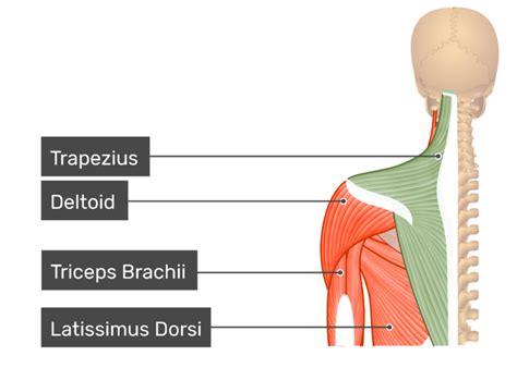 [DIAGRAM] File Triceps Brachii Muscle07 Png Wiring Diagram - MYDIAGRAM.ONLINE