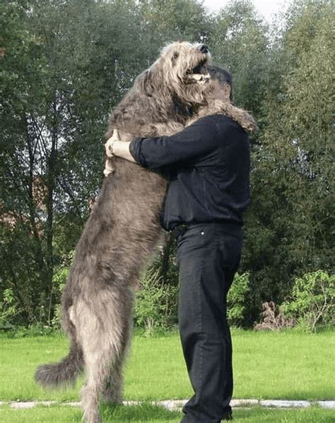 Is The Irish Wolfhound The Tallest Breed Of Dog